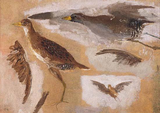 Thomas Eakins Studies of Game Birds, probably Viginia Rails oil painting image